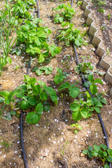 garden on the farm. plant. good harvest.