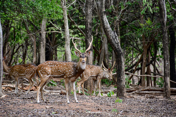 deer in the forest