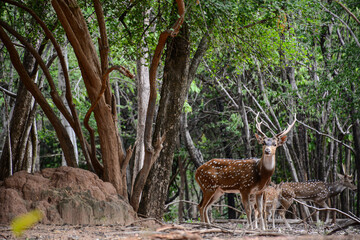 giraffe in the woods