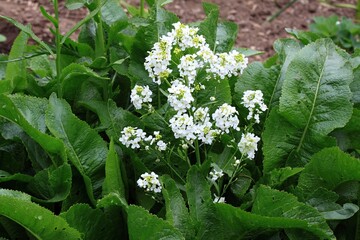 White horseradish fowers close up in organic garden. Blooming horseradish, lat. Armoracia rusticana, a perennial vegetable plant, in spring