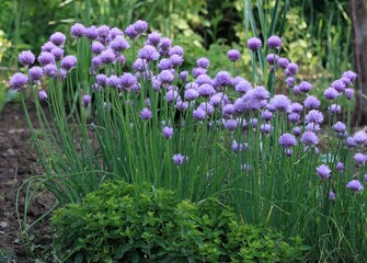 Flowering chives, lat. Allium schoenoprasum, and oregano in permacultural garden. Ecological gardening combines different types of vegetables and flowers in the garden.
