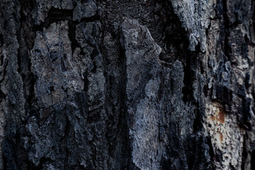 bark of tree dark tone for background texture design