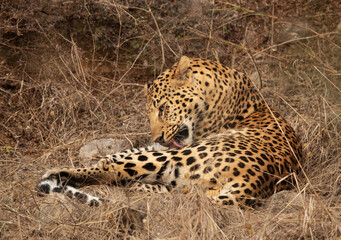 Leopard cleaning its fur at Jhalana National Reserve, Jaipur