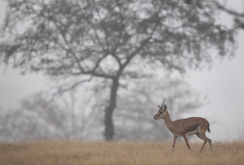 Chinkara in thegrassland of Ranthambore National Park in a foggy morning, India