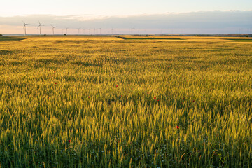 golden rye field