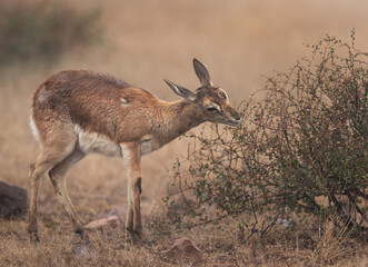 Chinkara feeding at  Ranthambore tiger reserve in a foggy morning, India