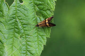 Motte auf Himbeerblatt