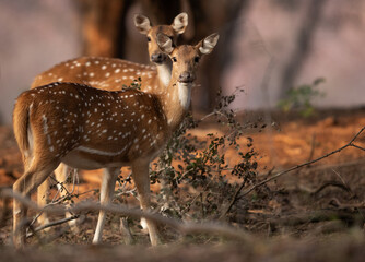 A pair of Cheetal at Ranthambore Tiger reserve, India.