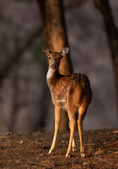 Cheetal in the evening light at  Ranthambore National Park.