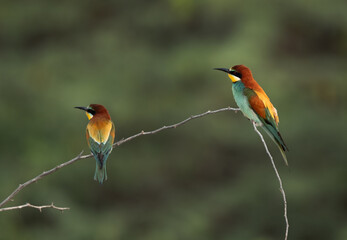 A pair of European bee-eater perched on a acacia tree, Bahrain