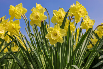 Bright vivid yellow daffodils flowers blooming in spring against serene blue sky.