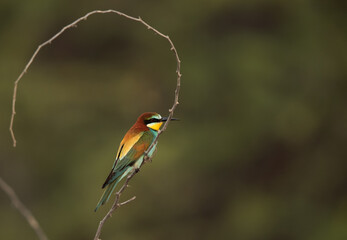 European bee-eater perched on a acacia tree, Bahrain