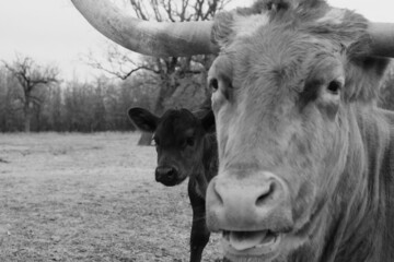 Funny longhorn cow face close up with calf and copy space on background in shallow depth of field...