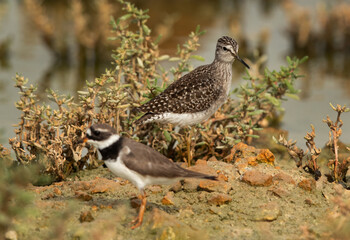 Wood Sandpiper and a common ringed plover at foreground, hamala, Bahrain