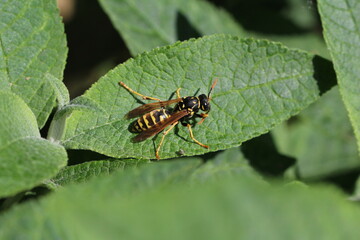 Gallische Feldwespe - Polistes dominula