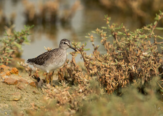 Wood Sandpiper at hamala, Bahrain