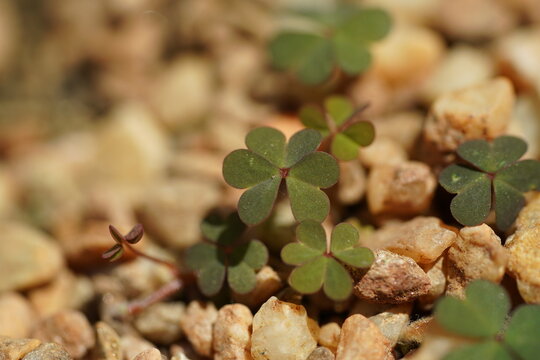 Close Up Oxalis Corniculata