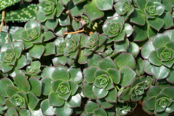 Fototapeta premium close up of a green plant