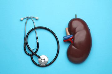 Kidney model and stethoscope on light blue background, flat lay