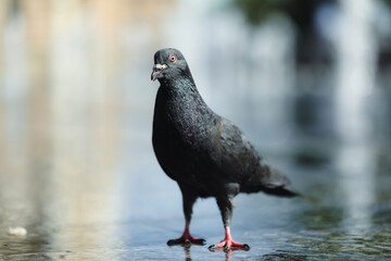Beautiful black dove on wet pavement outdoors