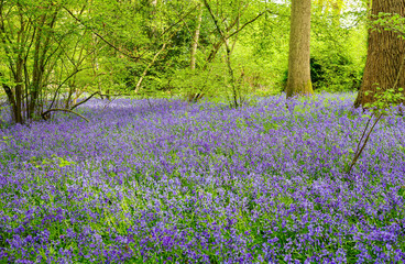 Naklejka premium Bluebell flowers carpet hardwood beech forest in early spring , Guilford, England.