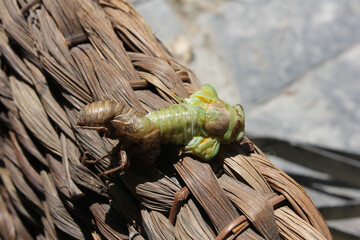 une cigale va naitre