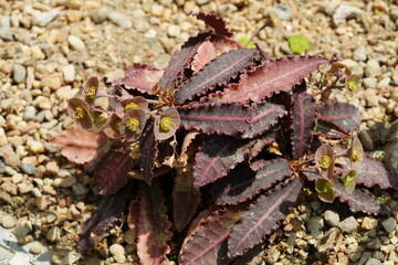 Euphorbia francoisii var. crassicaulis