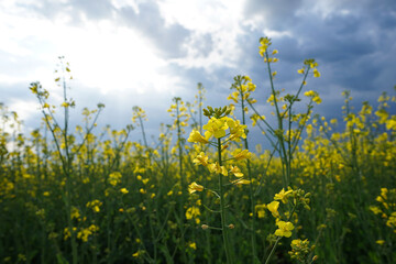 Blooming canola field. Flowering rapeseed with blue sky and clouds.