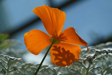 orange flower Eschscholtzia californica