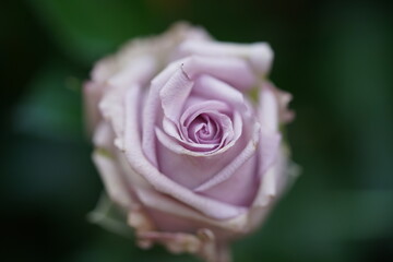 close up of a rose