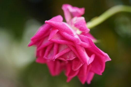 close up of pink rose - Powered by Adobe