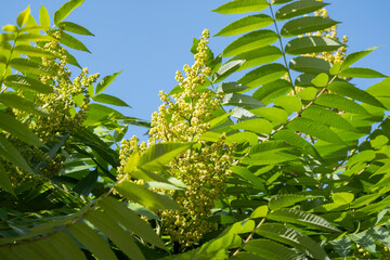 Flowers and leaves of the sumac tree.
