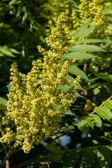 Flowers and leaves of the sumac tree.