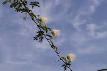  Calliandra haematocephala (white powderpuff)