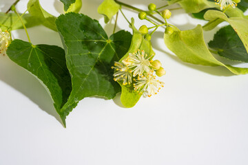 Linden flowers and leaves on a white background.