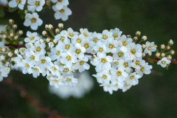 branch of flowering spirea