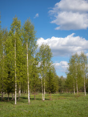 landscape in a birch grove