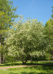 Fototapeta na wymiar cherry blossom with green foliage