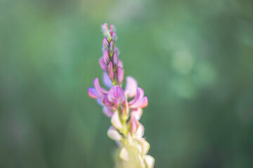 Close up of flower panicle of sainfoin on edge of meadow with soft out of focus background and shallow depth of field