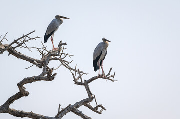 Openbill stork bird