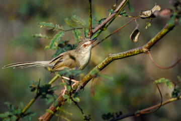 Prinia inornata bird