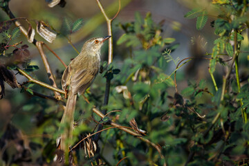 Prinia inornata bird