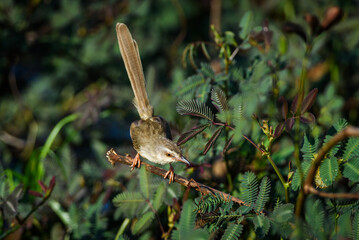 Prinia inornata bird