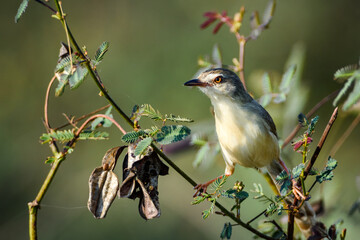 Prinia inornata bird