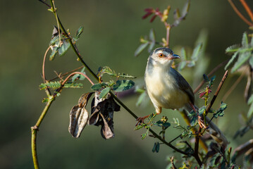 Prinia inornata bird