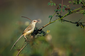 Prinia inornata bird