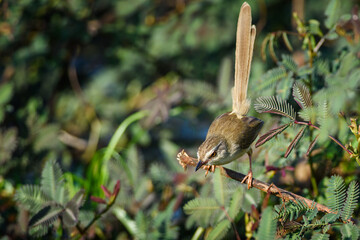 Prinia inornata bird
