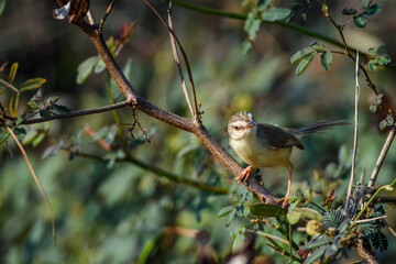 Prinia inornata bird