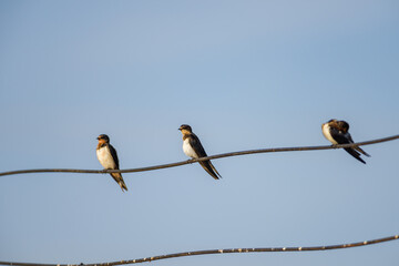 Barn Swallow, Hirundo rustica