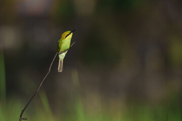 Green Bee-Eater, Little Green bee-eater